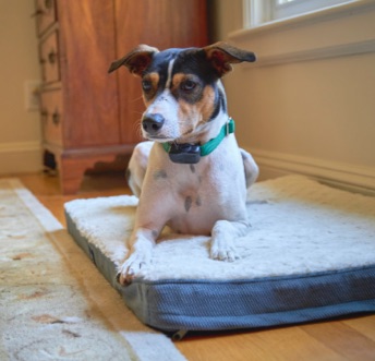 Outdoor Hidden Dog Fences Feature Image Indoor Pet Fences