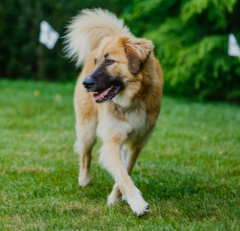 Outdoor Hidden Dog Fences Feature Image Outdoor Hidden Dog Fences