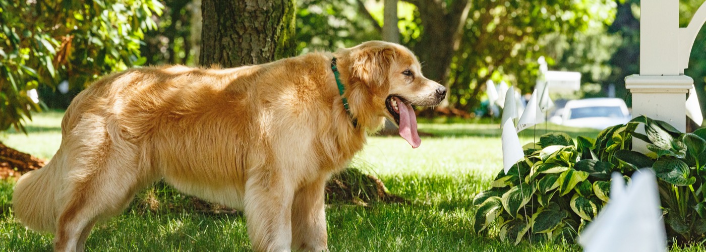 DogWatch Down East, Greenville, North Carolina | Outdoor Hidden Dog Fences Slider Image