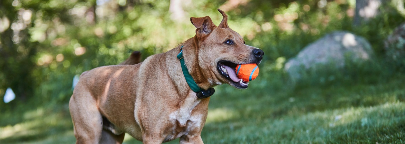 DogWatch Down East, Greenville, North Carolina | ProFenceX Slider Image